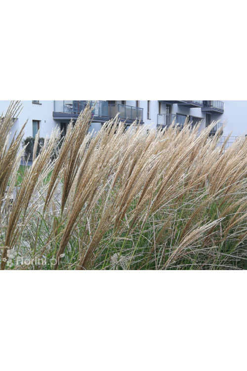 Miskant chiński 'Silberspinne' | Miscanthus sinensis