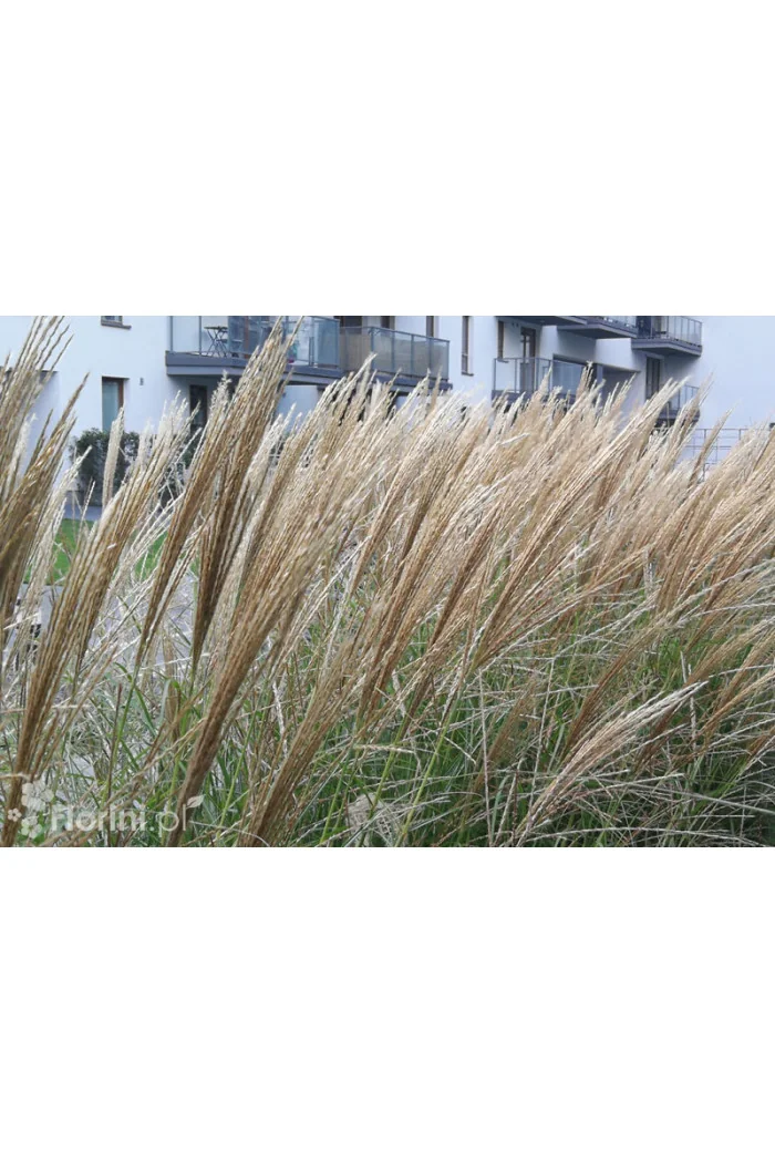 Miskant chiński 'Silberspinne' | Miscanthus sinensis