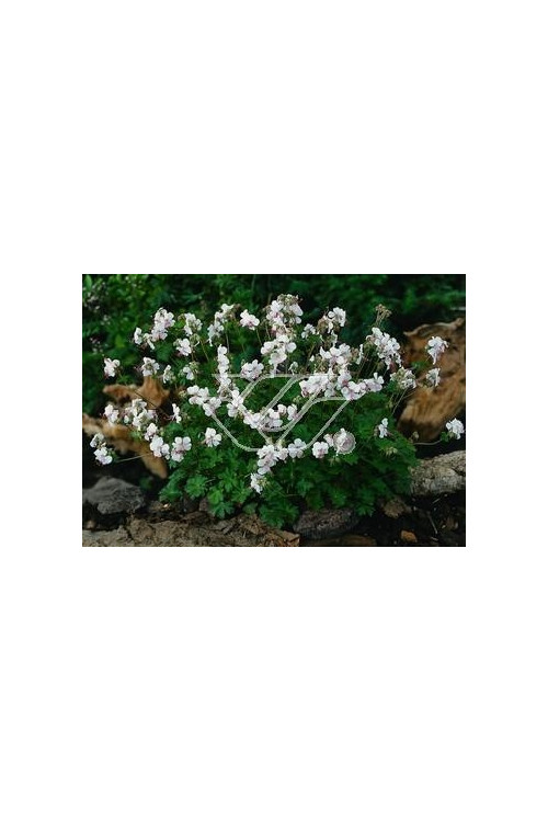 Bodziszek kantabryjski 'St. Ola' | Geranium cantabrigense