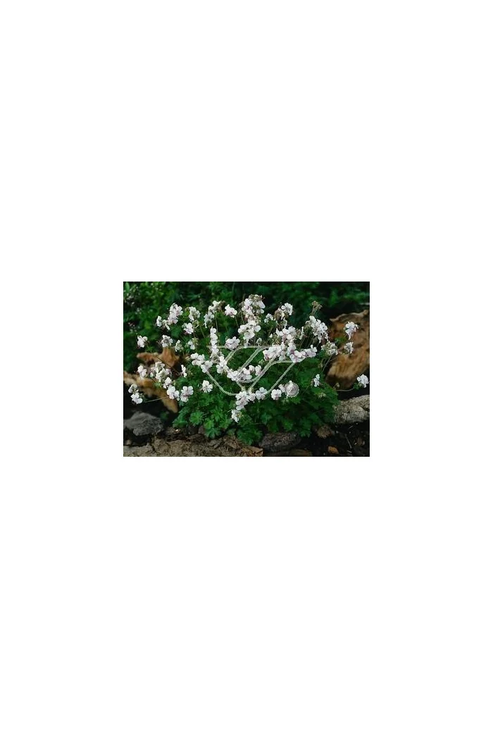 Bodziszek kantabryjski 'St. Ola' | Geranium cantabrigense