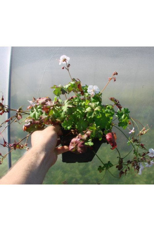 Bodziszek kantabryjski 'St. Ola' | Geranium cantabrigense