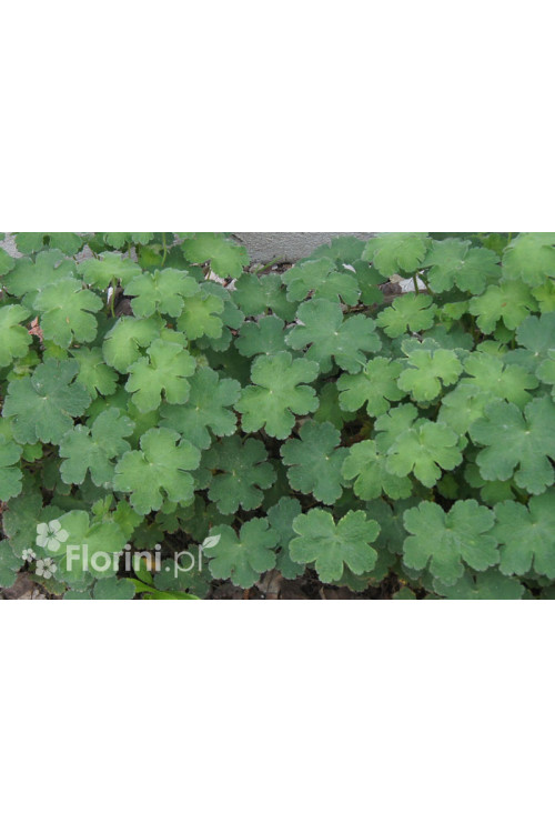 Bodziszek Renarda 'Philippe Vapelle' Geranium renardii