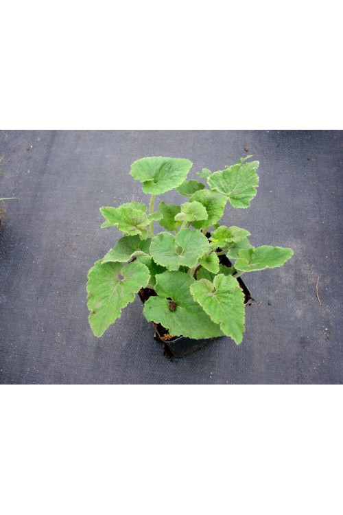 Dzwonek czosnaczkowaty Campanula alliariifolia