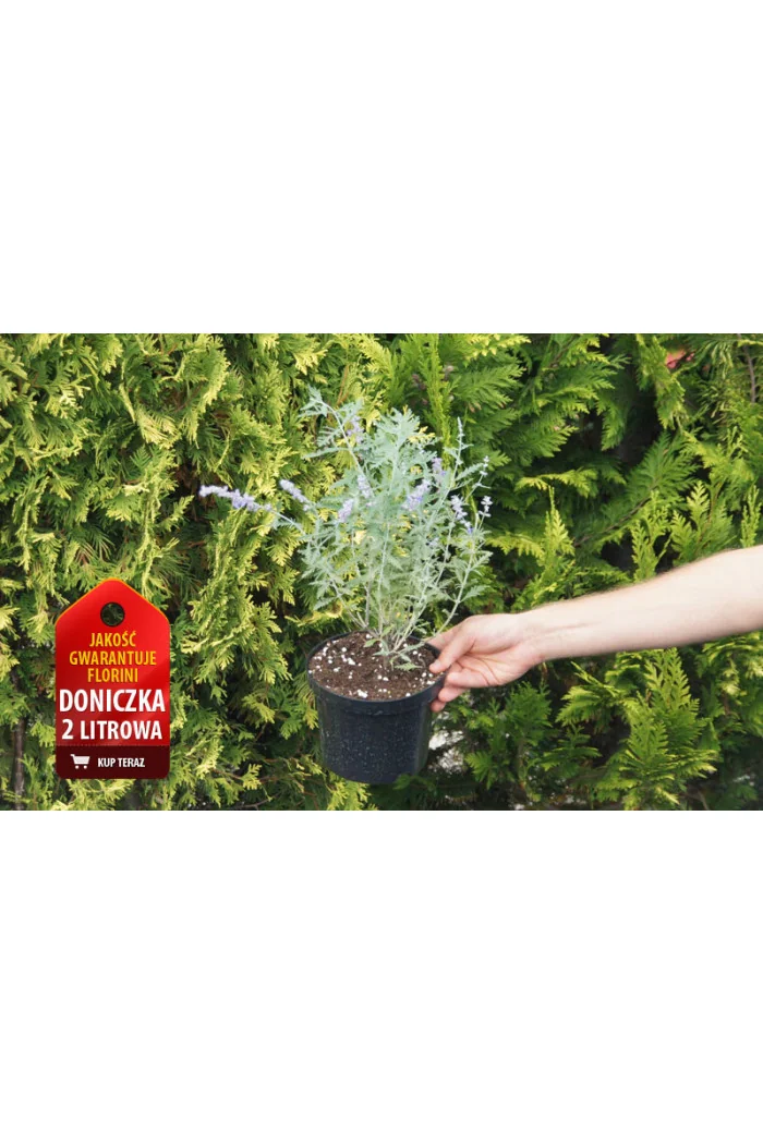 Perowskia łobodolistna | Perovskia atriplicifolia