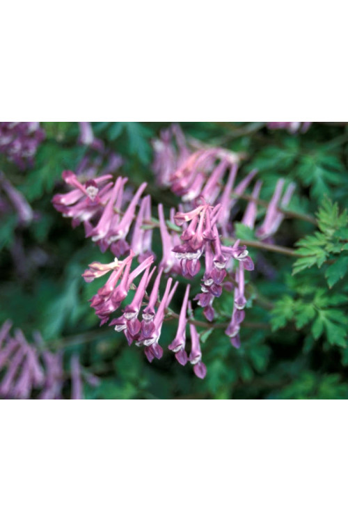 Kokorycz Blackberry Wine Corydalis