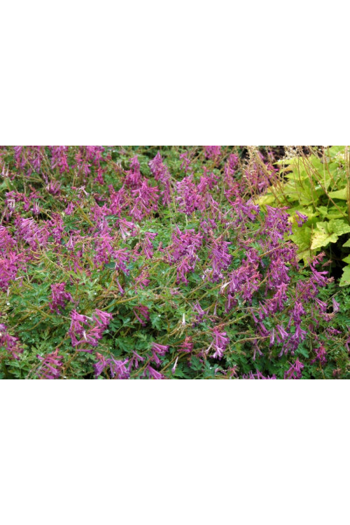 Kokorycz Blackberry Wine Corydalis