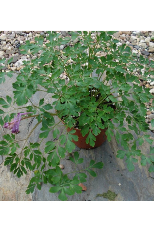 Kokorycz Blackberry Wine Corydalis