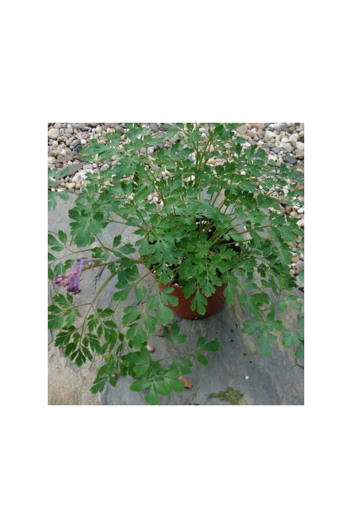 Kokorycz Blackberry Wine Corydalis