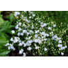 Dzwonek drobny 'Elizabeth Oliver' | Campanula cochleariifolia