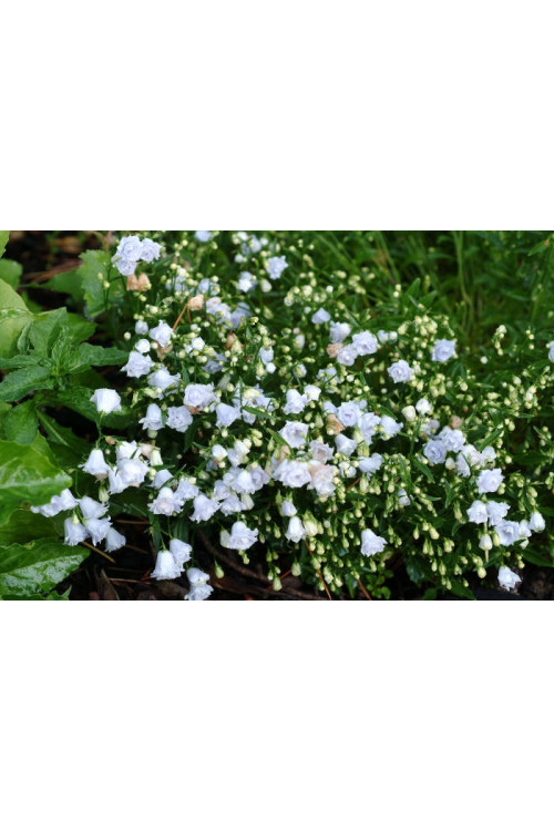 Dzwonek drobny 'Elizabeth Oliver' | Campanula cochleariifolia