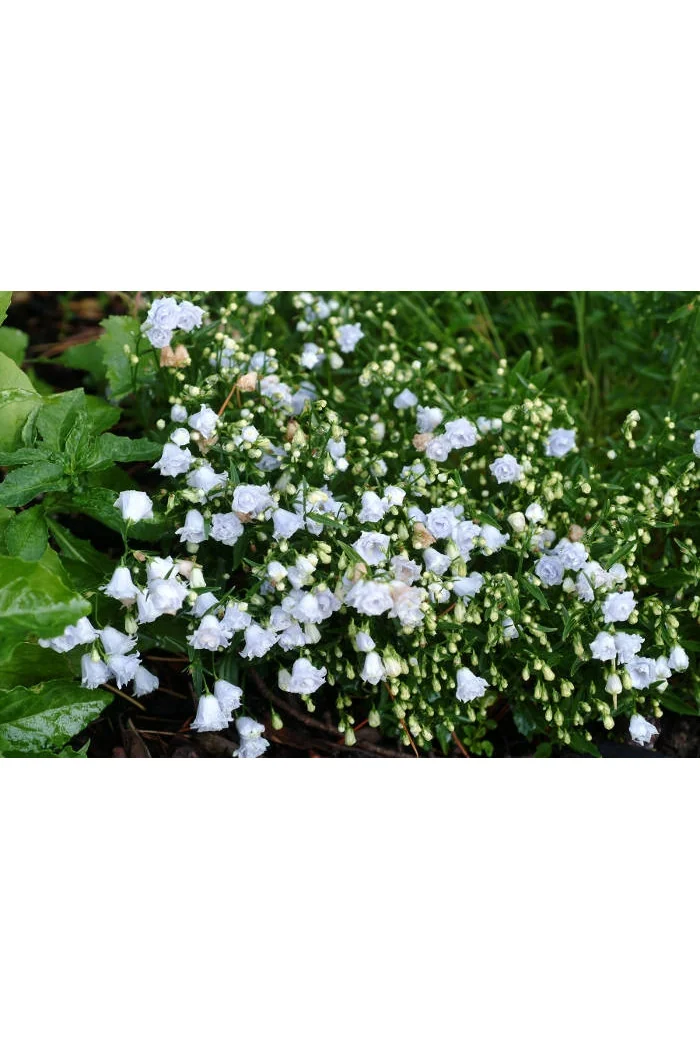 Dzwonek drobny 'Elizabeth Oliver' | Campanula cochleariifolia