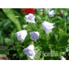 Dzwonek drobny 'Elizabeth Oliver' | Campanula cochleariifolia