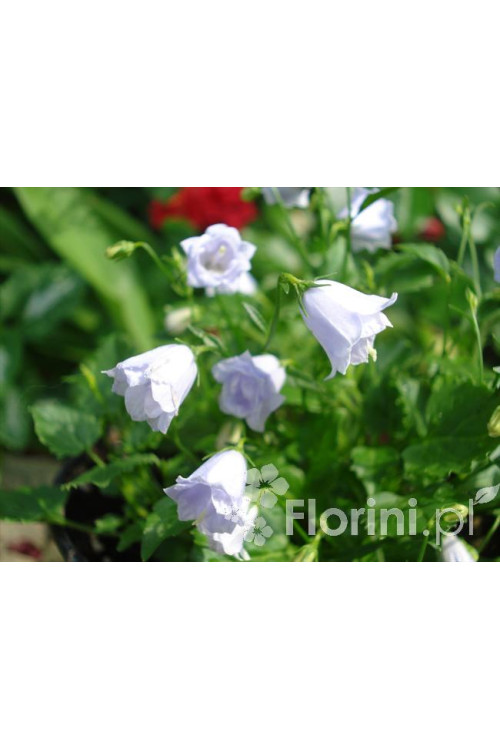 Dzwonek drobny 'Elizabeth Oliver' | Campanula cochleariifolia