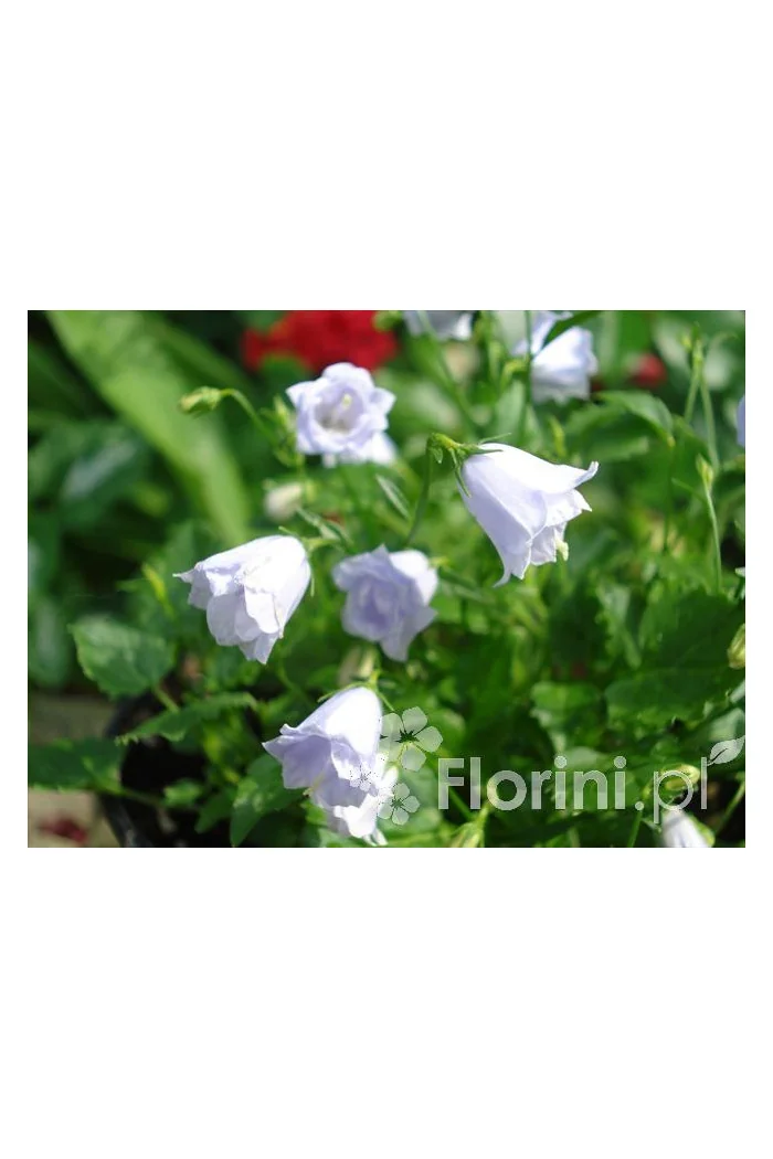 Dzwonek drobny 'Elizabeth Oliver' | Campanula cochleariifolia