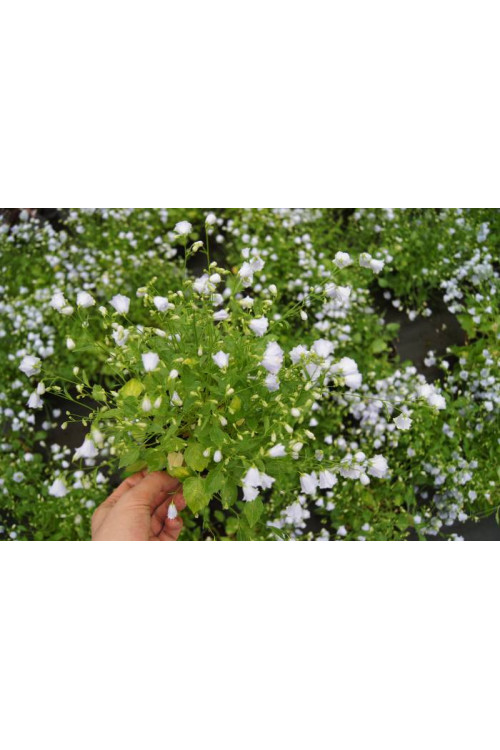 Dzwonek drobny 'Elizabeth Oliver' | Campanula cochleariifolia
