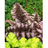 Wietlica japońska 'Burgundy Lace' | Athyrium