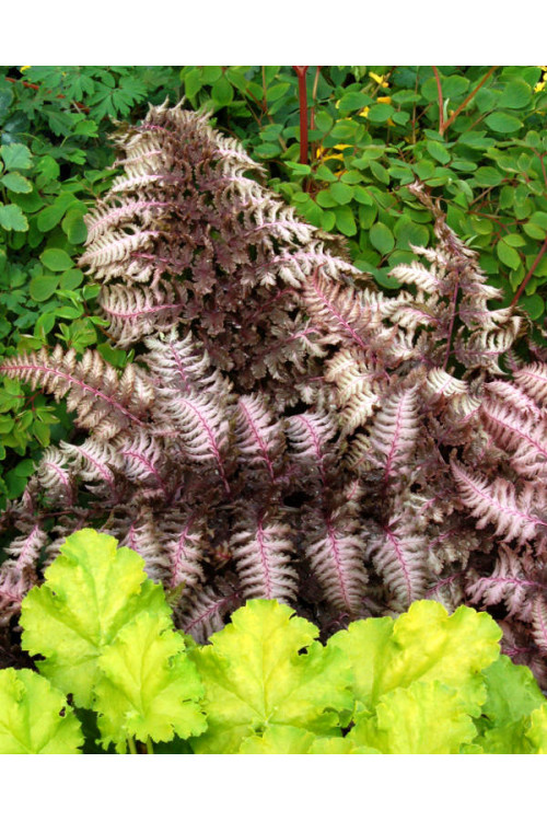 Wietlica japońska 'Burgundy Lace' | Athyrium