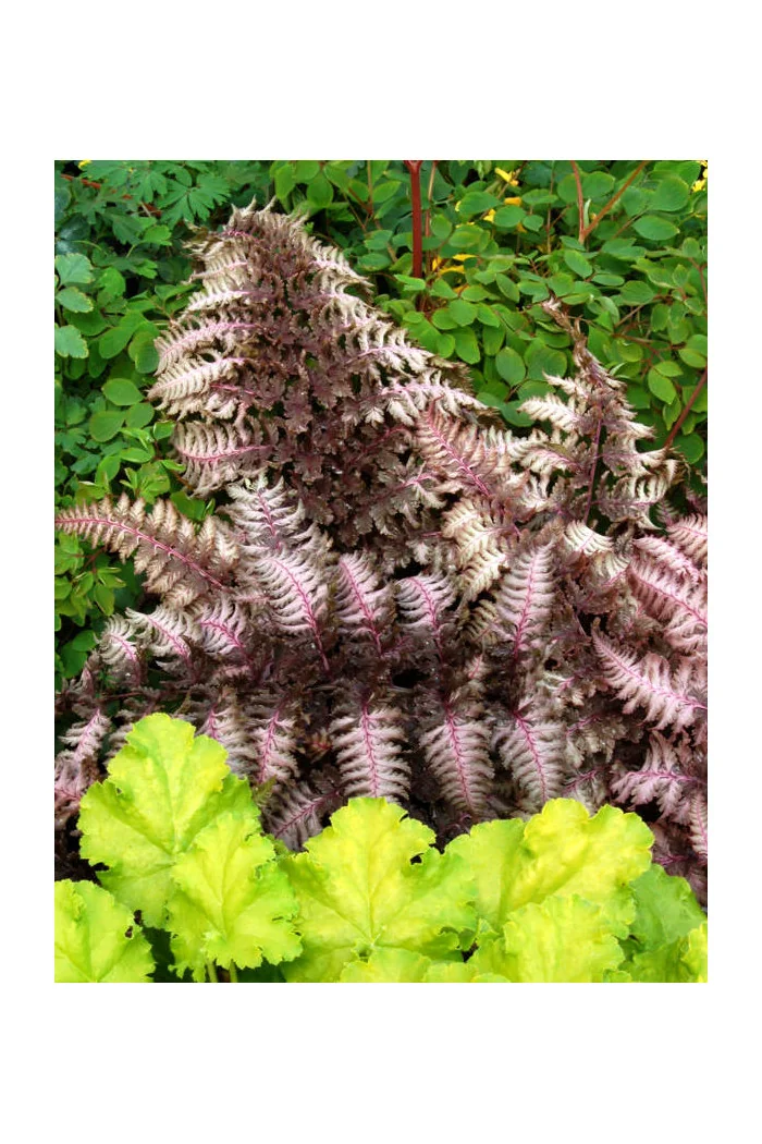 Wietlica japońska 'Burgundy Lace' | Athyrium