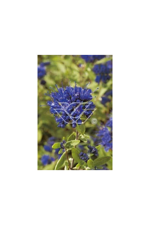 Barbula klandońska 'Worchester Gold' | Caryopteris x clandonensis