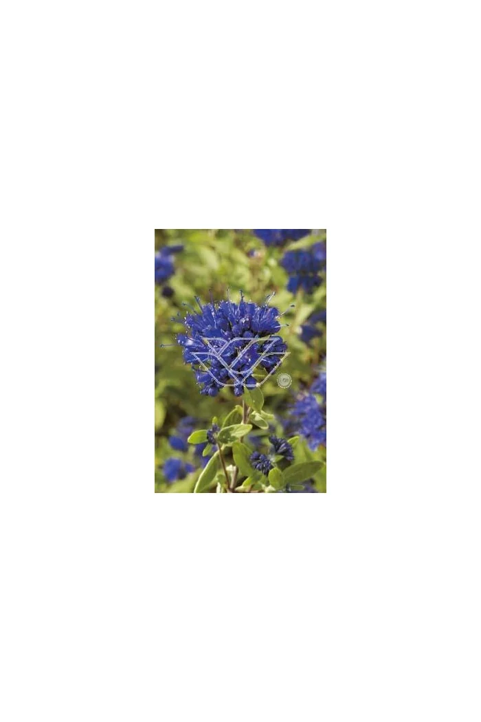 Barbula klandońska 'Worchester Gold' | Caryopteris x clandonensis