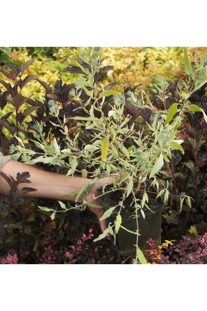 Barbula klandońska 'Worchester Gold' | Caryopteris x clandonensis