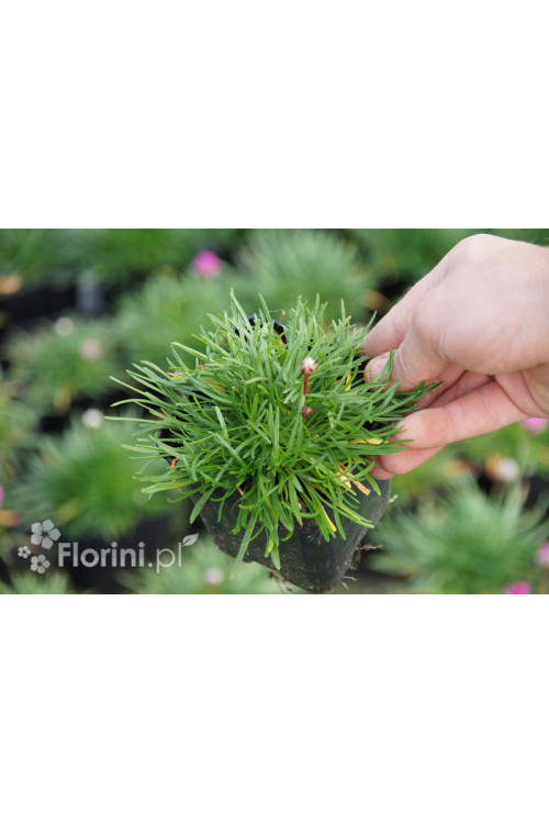 zawciąg, zawciąg Armanda White, armeria