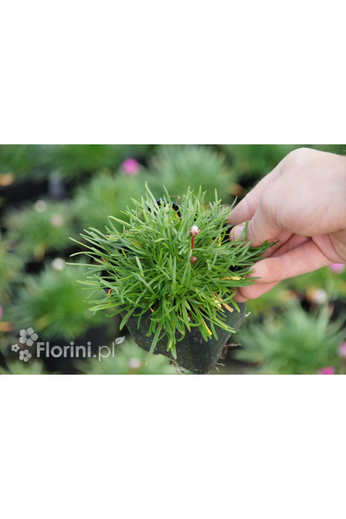 zawciąg, zawciąg Armanda White, armeria