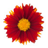 Nachyłek wielkokwiatowy 'Uptick Red' | Coreopsis grandiflora