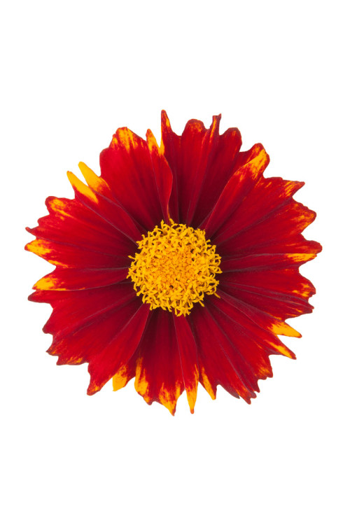 Nachyłek wielkokwiatowy 'Uptick Red' | Coreopsis grandiflora