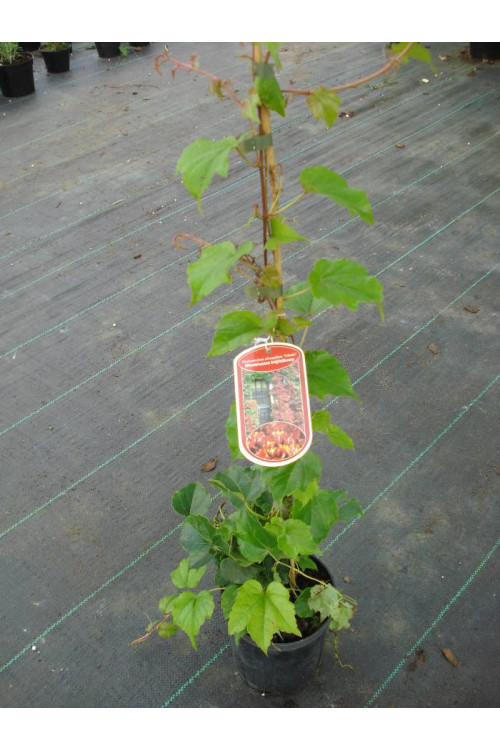 Winobluszcz trójklapowy 'Veitchii' [szczepiony!] | Parthenocissus tricuspidata