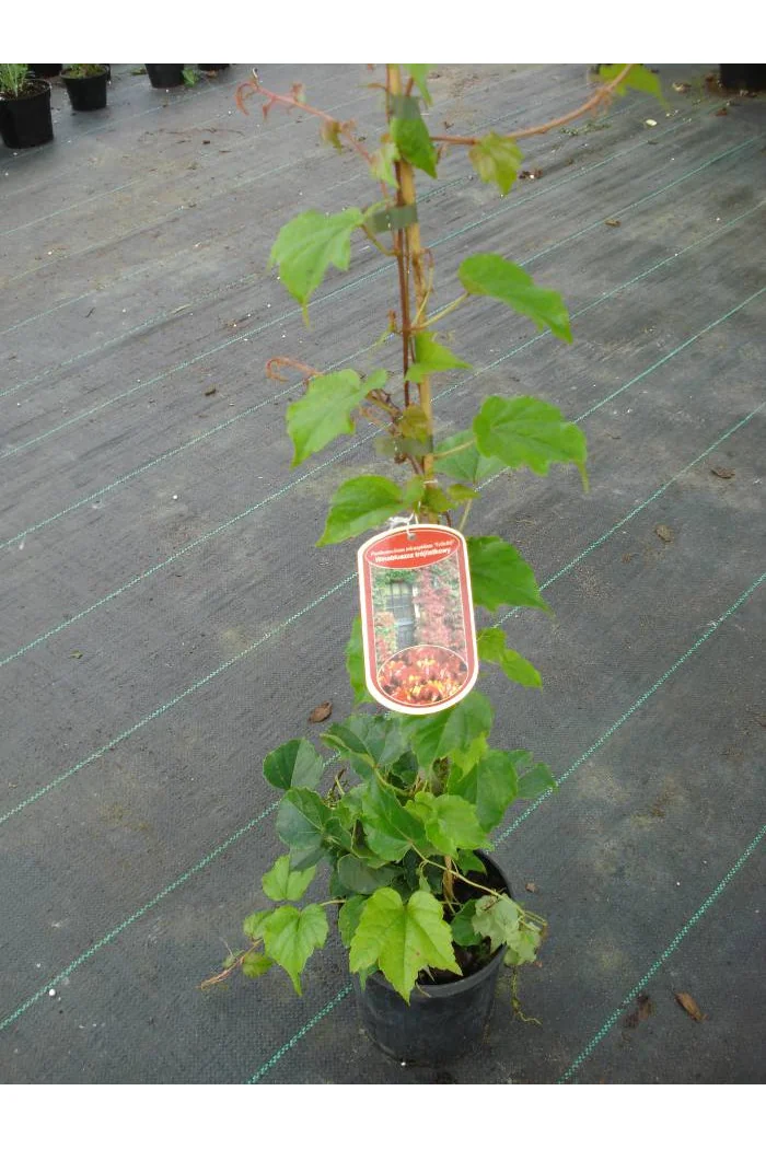 Winobluszcz trójklapowy 'Veitchii' [szczepiony!] | Parthenocissus tricuspidata