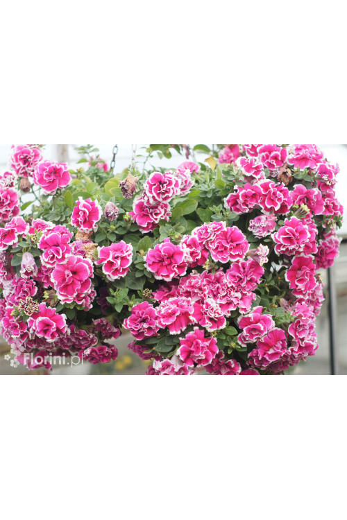 Petunia 'Tumbelina Anna' | Petunia x hybrida