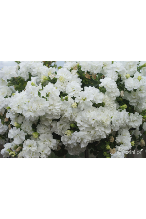 Petunia 'Tumbelina Diana' | Petunia x hybrida