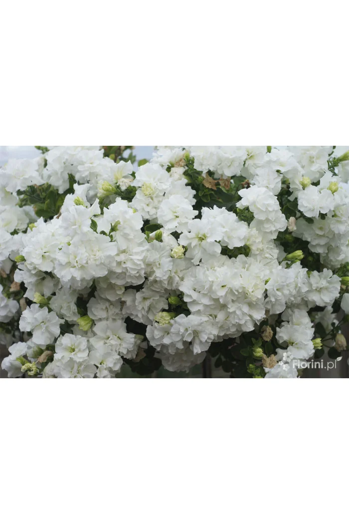 Petunia 'Tumbelina Diana' | Petunia x hybrida