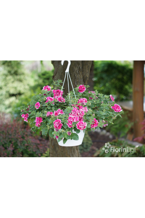 Petunia 'Tumbelina Anna' | Petunia x hybrida