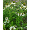 Jeżówka purpurowa 'White Swan' | Echinacea purpurea