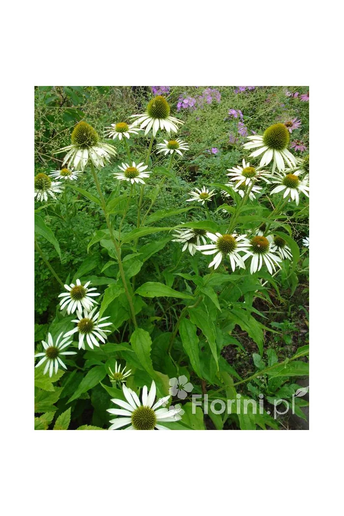 Jeżówka purpurowa 'White Swan' | Echinacea purpurea