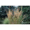 Trzcinnik ostrokwiatowy 'Karl Foerster' | Calamagrostis x acutiflora