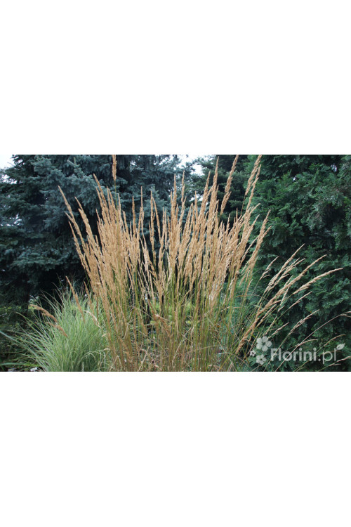 Trzcinnik ostrokwiatowy 'Karl Foerster' | Calamagrostis x acutiflora