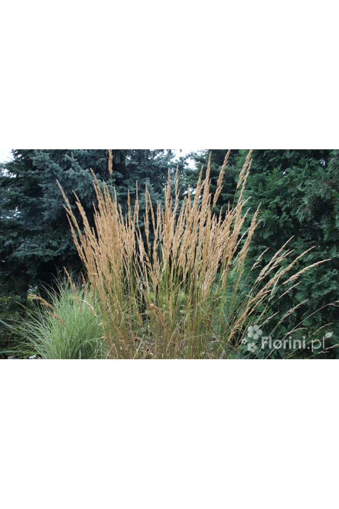 Trzcinnik ostrokwiatowy 'Karl Foerster' | Calamagrostis x acutiflora