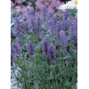 Kocimiętka żyłkowana 'Blue Moon' | Nepeta nervosa