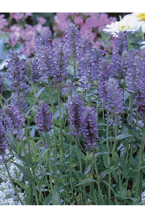 Kocimiętka żyłkowana 'Blue Moon' | Nepeta nervosa