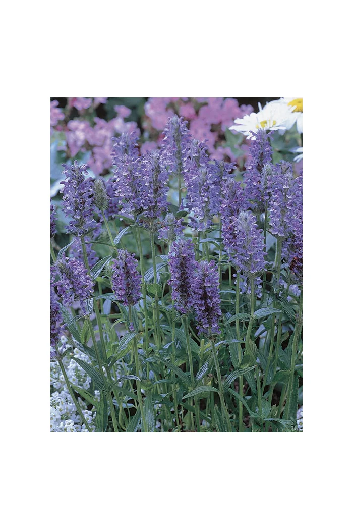 Kocimiętka żyłkowana 'Blue Moon' | Nepeta nervosa