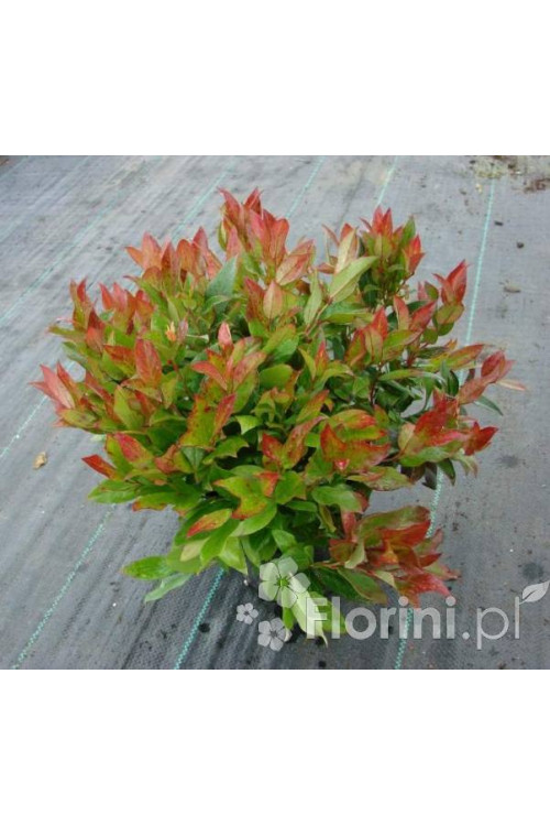 Kiścień 'Zeblid' | Leucothoe fontanesiana