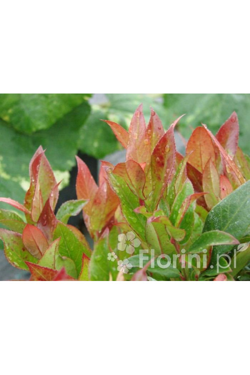 Kiścień 'Zeblid' | Leucothoe fontanesiana