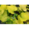 Brunnera sercolistna 'Green Gold' Brunnera macrophylla