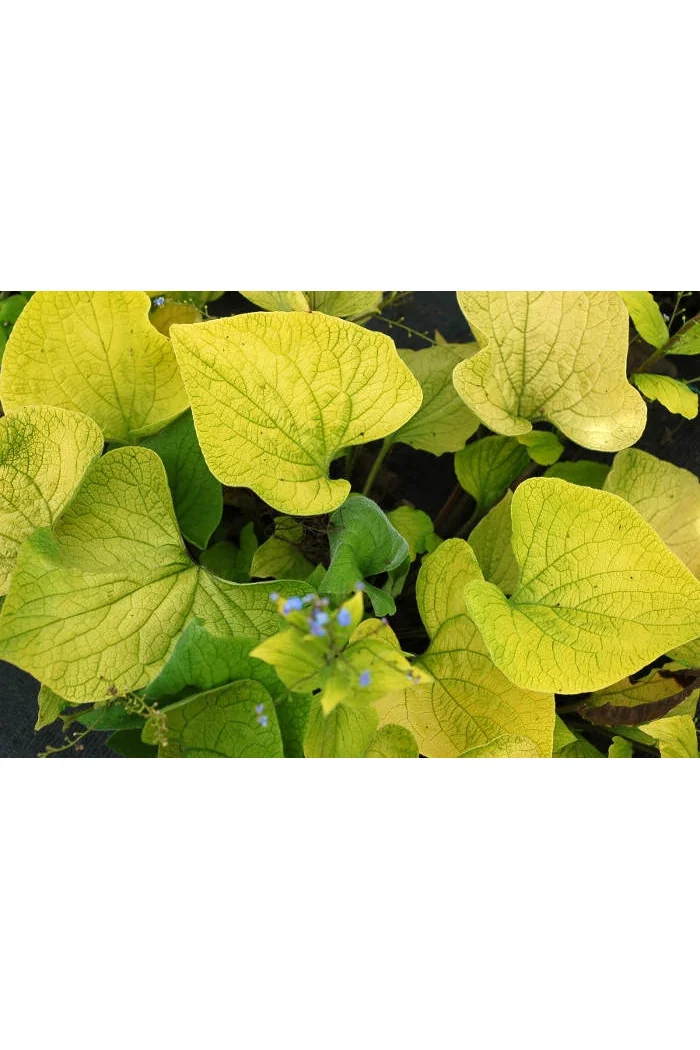 Brunnera sercolistna 'Green Gold' Brunnera macrophylla