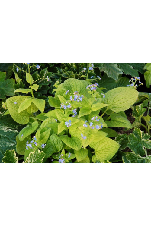 Brunnera sercolistna 'Green Gold' Brunnera macrophylla