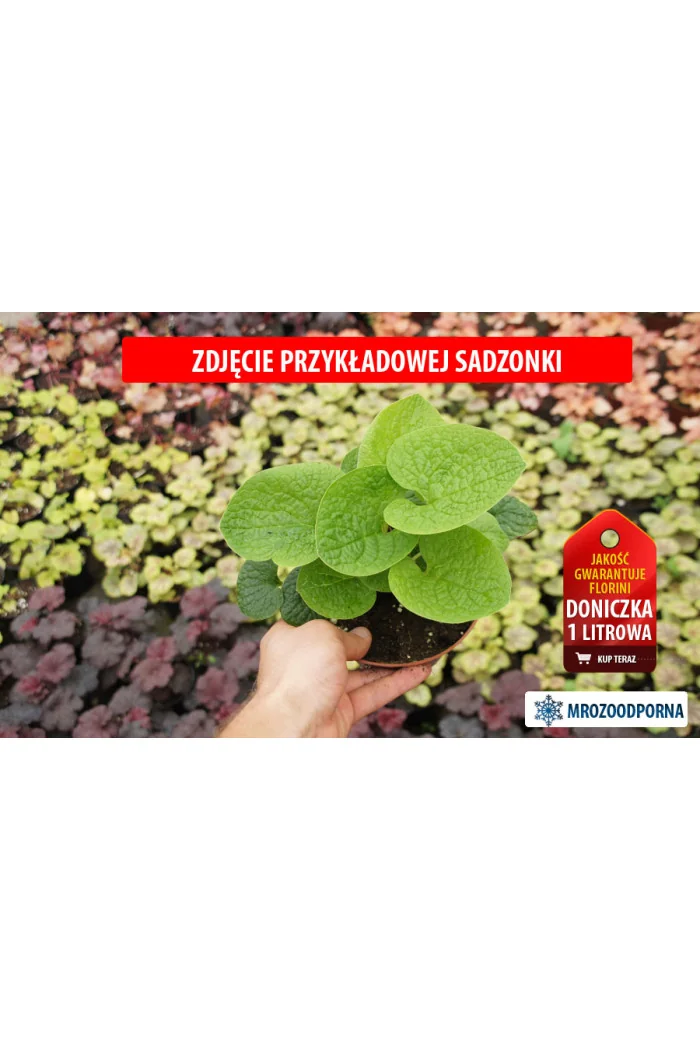 Brunnera sercolistna 'Green Gold' Brunnera macrophylla