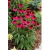 Jeżówka 'Raspberry Tart' Echinacea